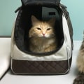 The Essential Guide to Packing for Your Pet's Needs When Traveling
