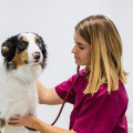 Obtaining Necessary Travel Documents and Vaccinations for Traveling with Pets