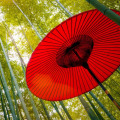 Understanding Cancellation Insurance and Protection Plans