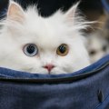 Flying with Pets: Everything You Need to Know