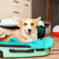Managing Pet Anxiety During Travel: Tips and Tricks for a Smooth Journey