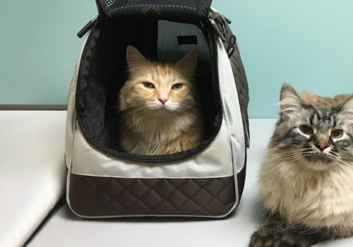 The Essential Guide to Packing for Your Pet's Needs When Traveling