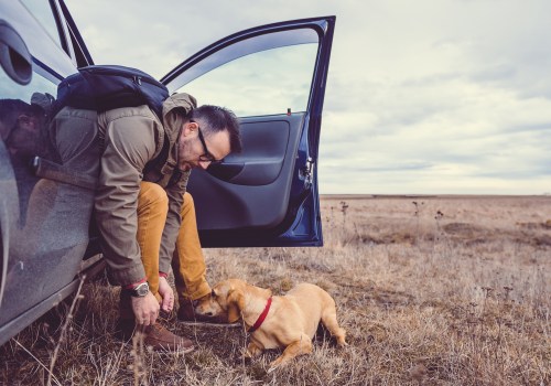 Maintaining Your Pet's Routine While Traveling: Tips and Advice for Pet Owners