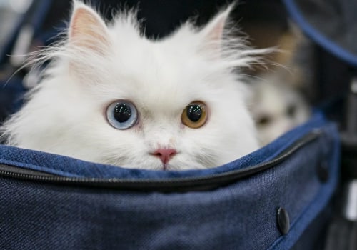Flying with Pets: Everything You Need to Know