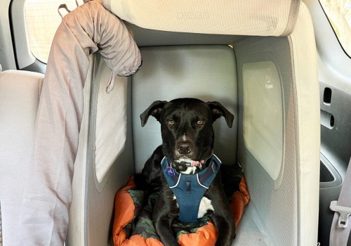 Finding pet sitters and boarding options: The Ultimate Guide to Traveling with Pets