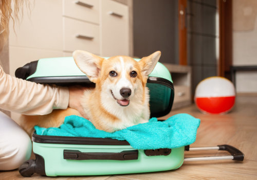 Managing Pet Anxiety During Travel: Tips and Tricks for a Smooth Journey